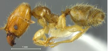 Media type: image;   Entomology 20729 Aspect: habitus lateral view